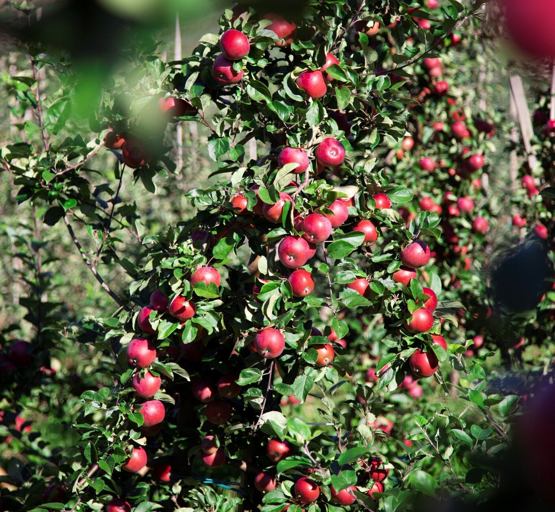 Foto: Visit Hardanger - Edel gard