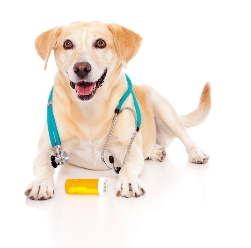 Veterinaria