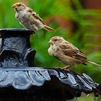 smaller-sized birds