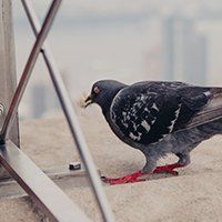 single bird