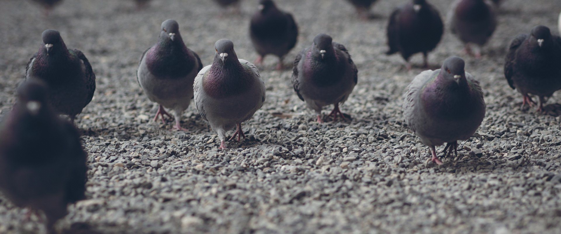 birds