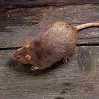 Brown rat