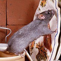 Black rat