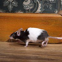 House mouse