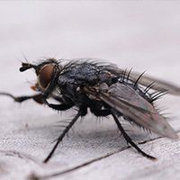 Blow flies