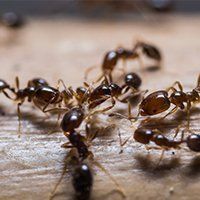 Ants