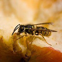 Wasps