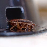 Cockroaches 
