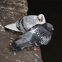 Pigeons