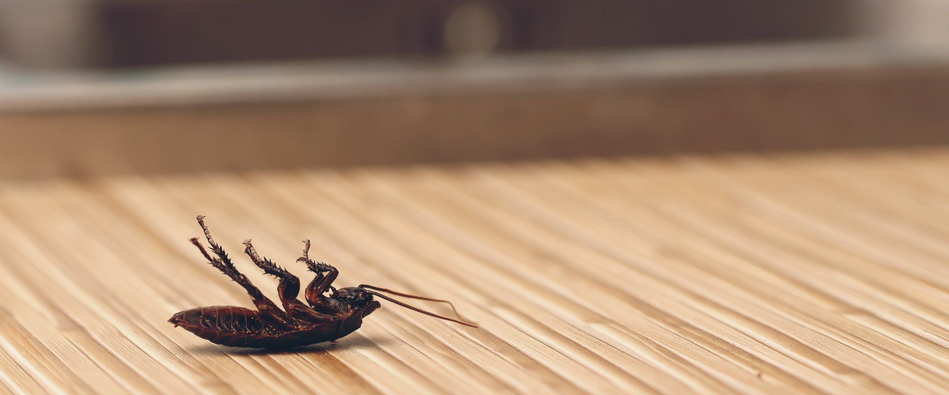 dead cockroach