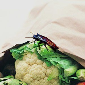 cockroach