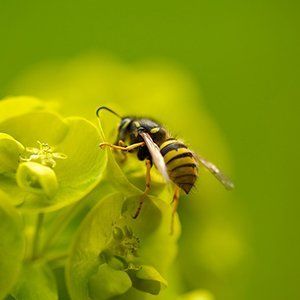 bee