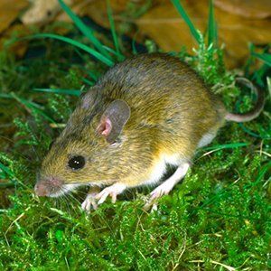 rat