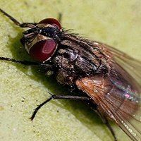 closer view of the insect