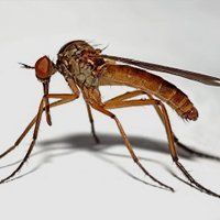 fly