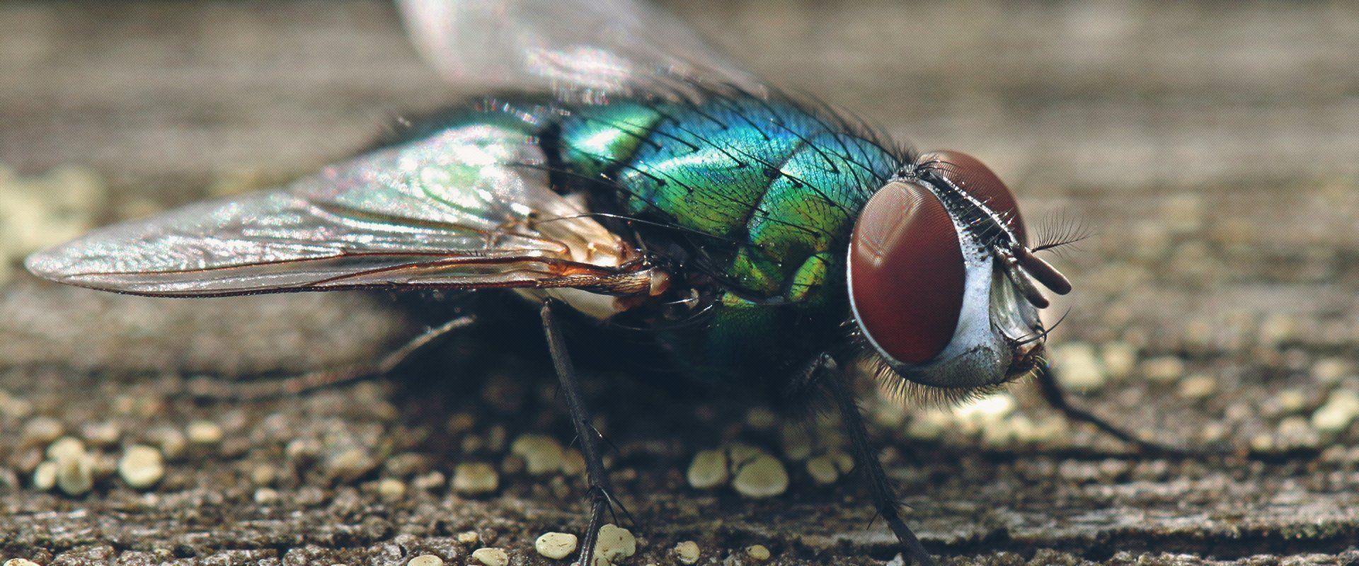 insect
