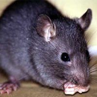 rat