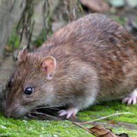 moving rodent
