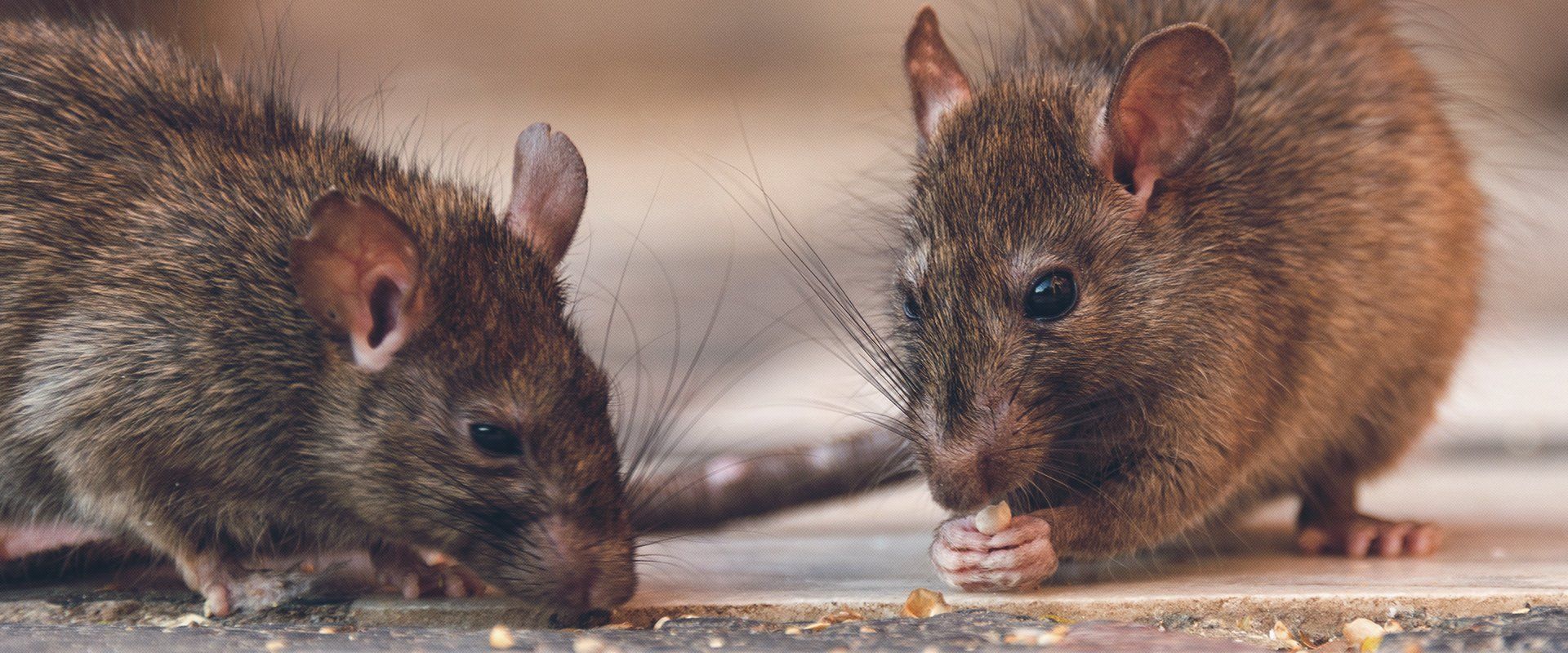 rats