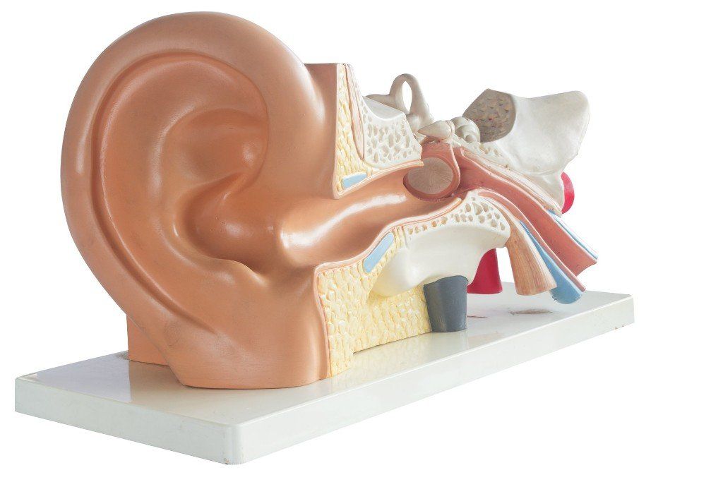 Ear doctor in Fayetteville, AR
