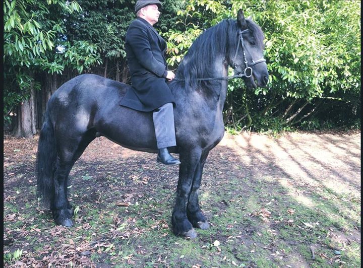 black horse