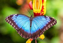 Butterfly, Counseling Services in Mercer, PA Butterfly, Counseling Services in Mercer, PA