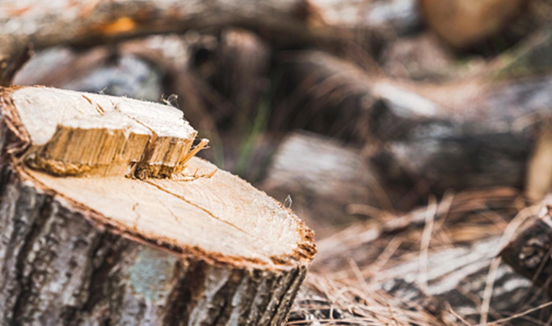 Tree Stump Log — Tinton Falls, NJ — Dan’s Stump Grinding Service LLC Tree Stump Log — Tinton Falls, NJ — Dan’s Stump Grinding Service LLC