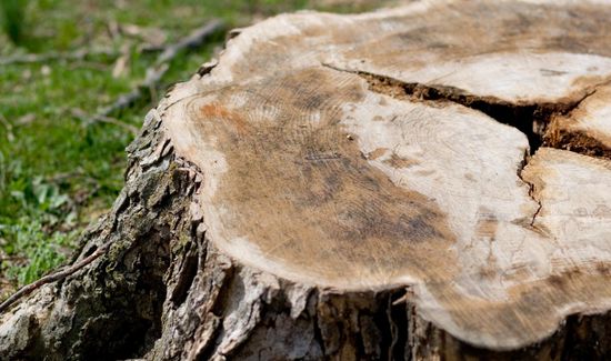 Tree Stump on Green Grass — Tinton Falls, NJ — Dan’s Stump Grinding Service LLC Tree Stump on Green Grass — Tinton Falls, NJ — Dan’s Stump Grinding Service LLC