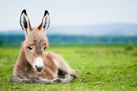 Baby Donkey — Longmont, CO — John D. Flinchum, DVM, P.C. Baby Donkey — Longmont, CO — John D. Flinchum, DVM, P.C.