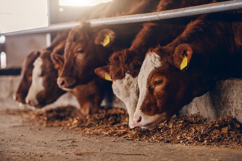 Brown Cows Eating — Longmont, CO — John D. Flinchum, DVM, P.C. Brown Cows Eating — Longmont, CO — John D. Flinchum, DVM, P.C.