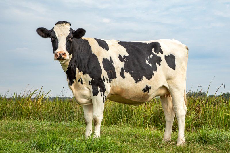 Black And White Cow — Longmont, CO — John D. Flinchum, DVM, P.C.