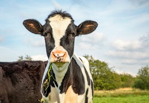Cow Eating — Longmont, CO — John D. Flinchum, DVM, P.C. Cow Eating — Longmont, CO — John D. Flinchum, DVM, P.C.