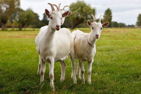 Two White Goats — Longmont, CO — John D. Flinchum, DVM, P.C. Two White Goats — Longmont, CO — John D. Flinchum, DVM, P.C.