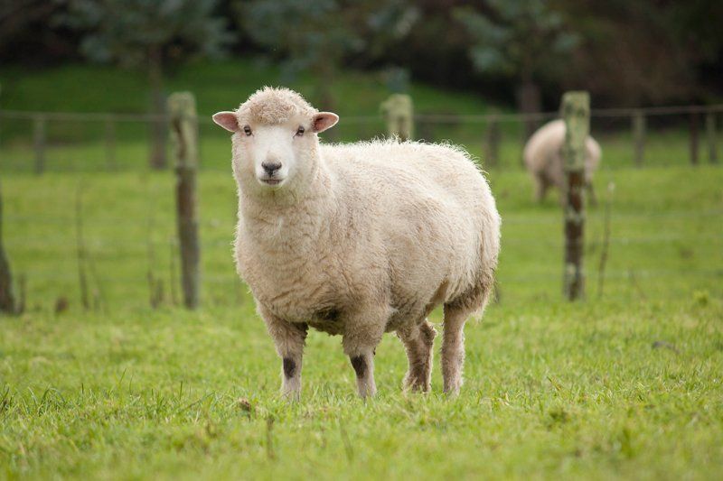 White Sheep — Longmont, CO — John D. Flinchum, DVM, P.C.
