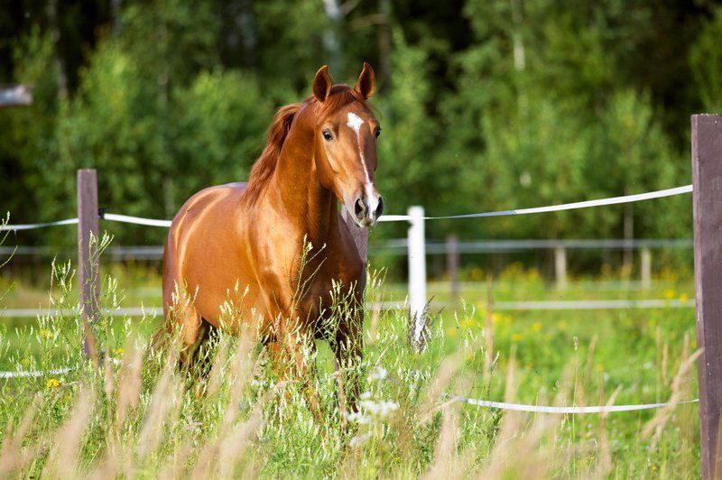 Running Horse — Longmont, CO — John D. Flinchum, DVM, P.C.