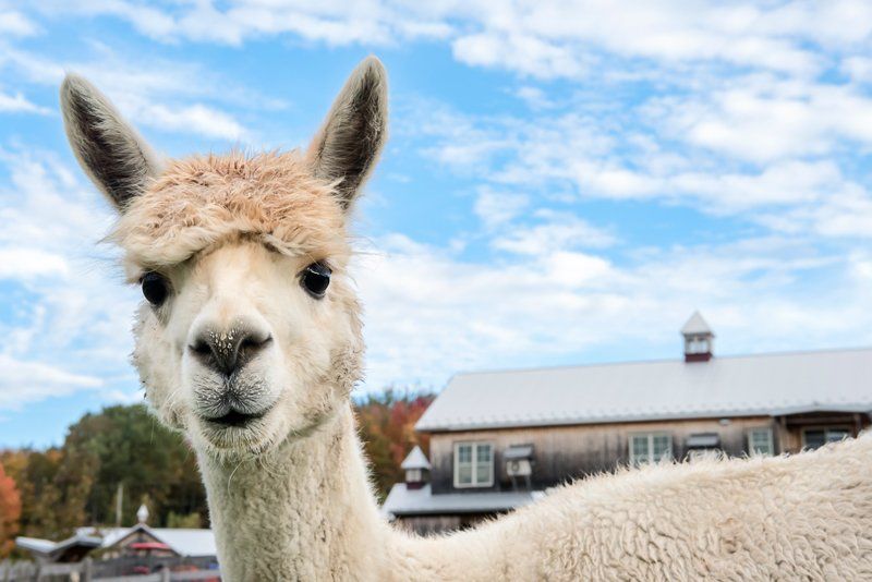 White Alpaca — Longmont, CO — John D. Flinchum, DVM, P.C. White Alpaca — Longmont, CO — John D. Flinchum, DVM, P.C.