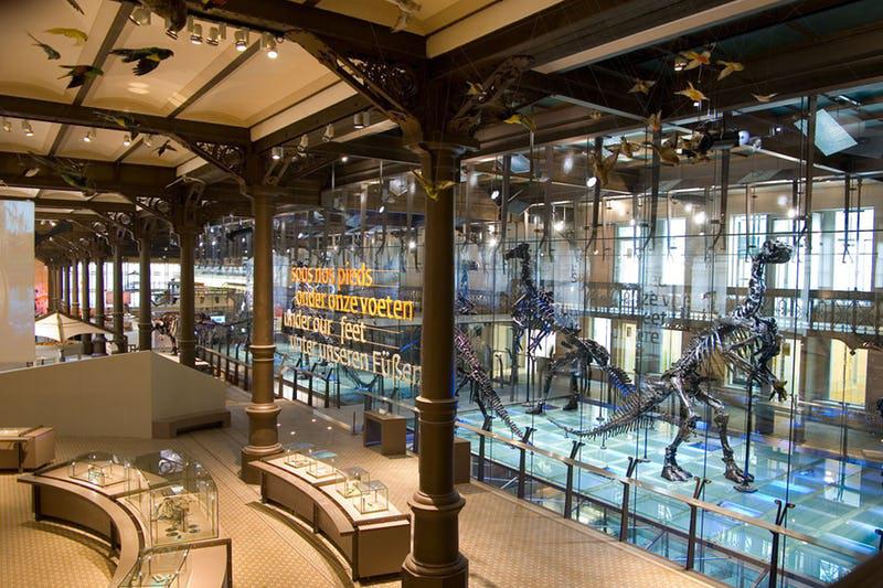 Louer une salle à Bruxelles - Musée des Sciences Naturelles