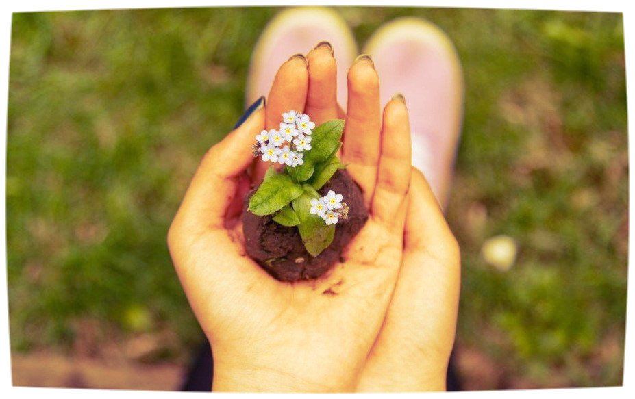 Viewed from above. A small flowering plant still in a ball of soil cupped in a ladies palms.  Helping the NHS support, nuture and grow their medical staff.