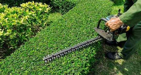 hedging