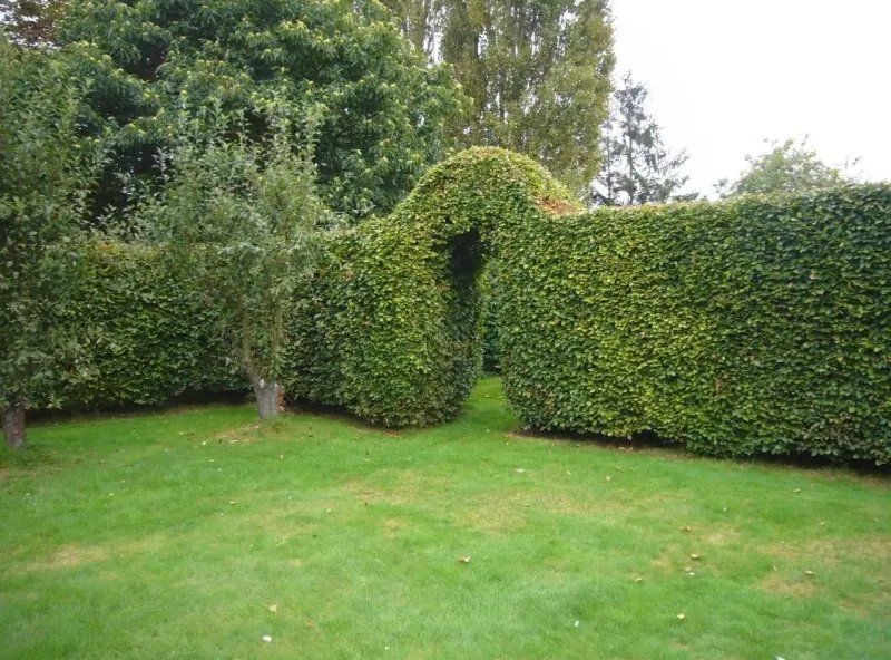 garden landscape