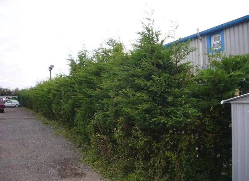 trees in a row