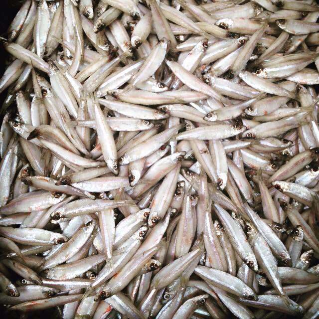 quality whole baits