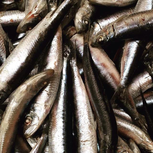 wa pilchards