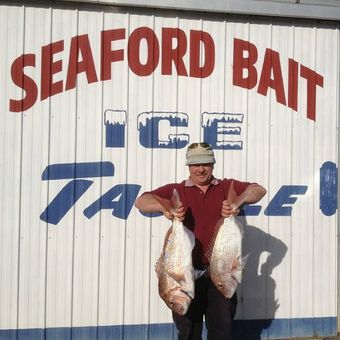 Seaford Bait fish seaford bait fish