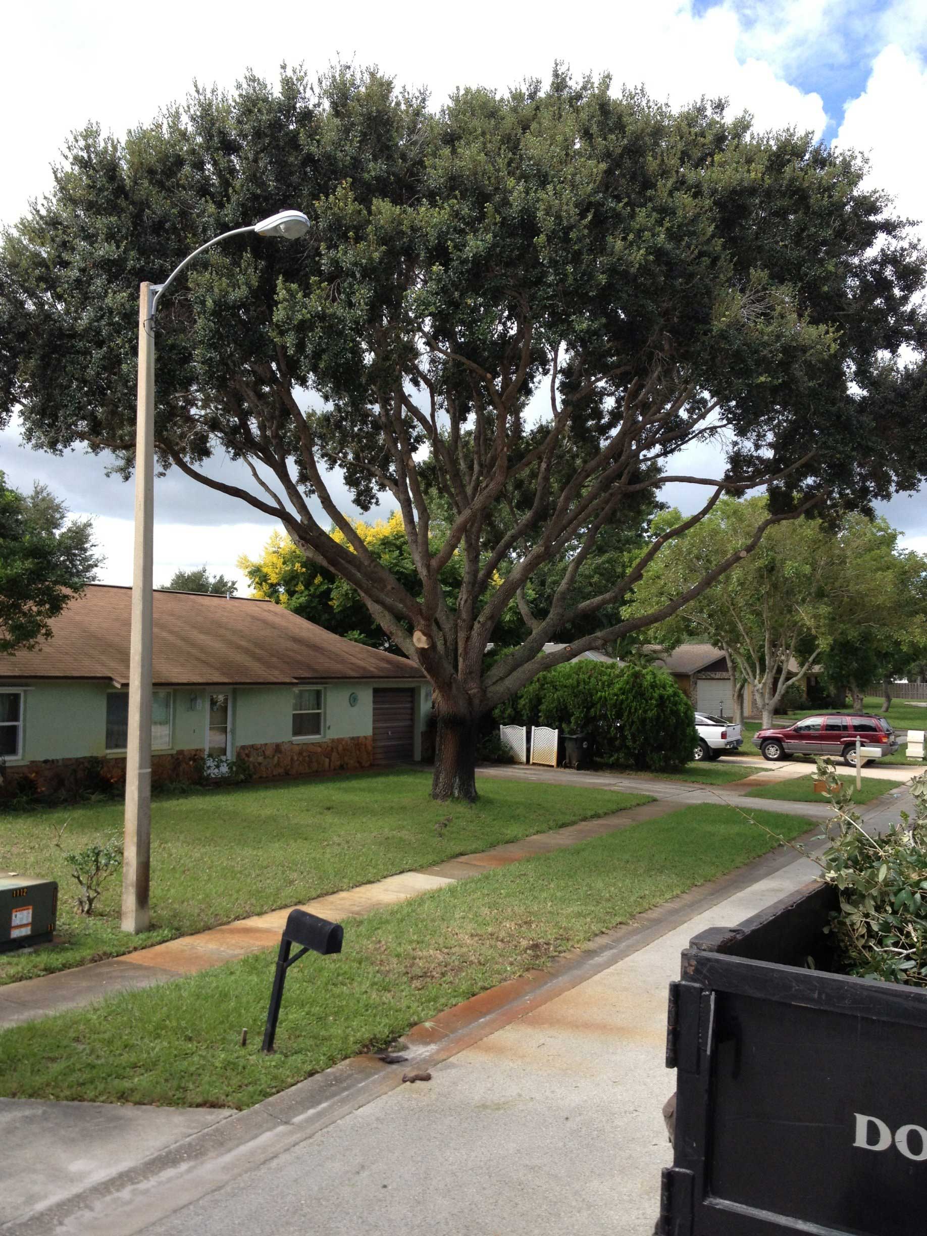 Hands with Garden Shears Cutting a Hedge in The Garden — Palm Bay, FL — A Advanced Tree Service