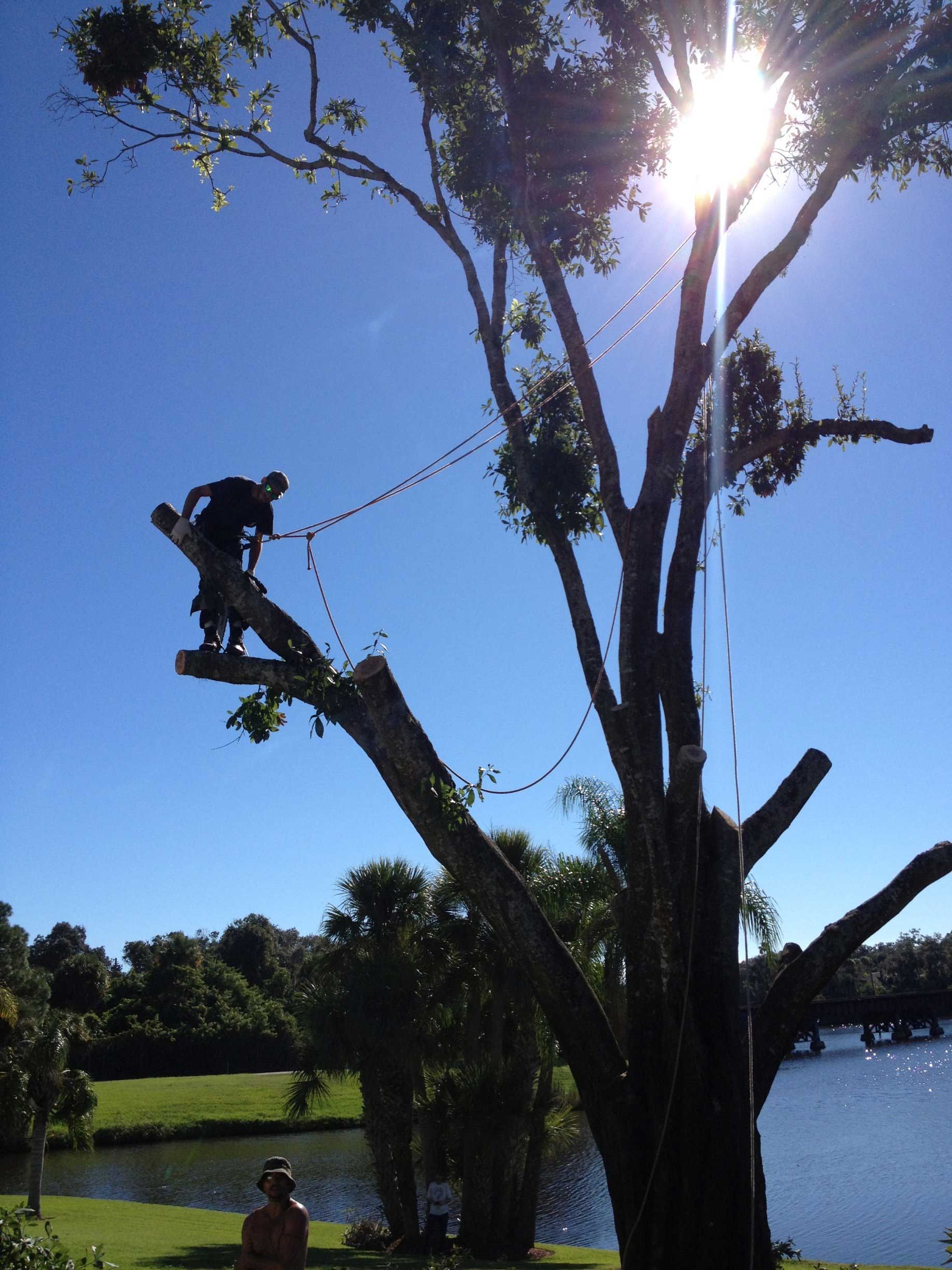 Man Cutting the Tree Branches — Palm Bay, FL — A Advanced Tree Service