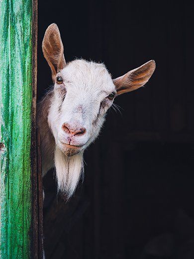 Goat