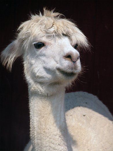 Llama