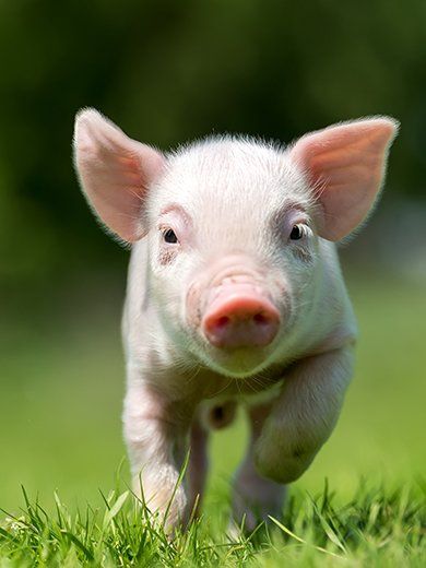 Pig