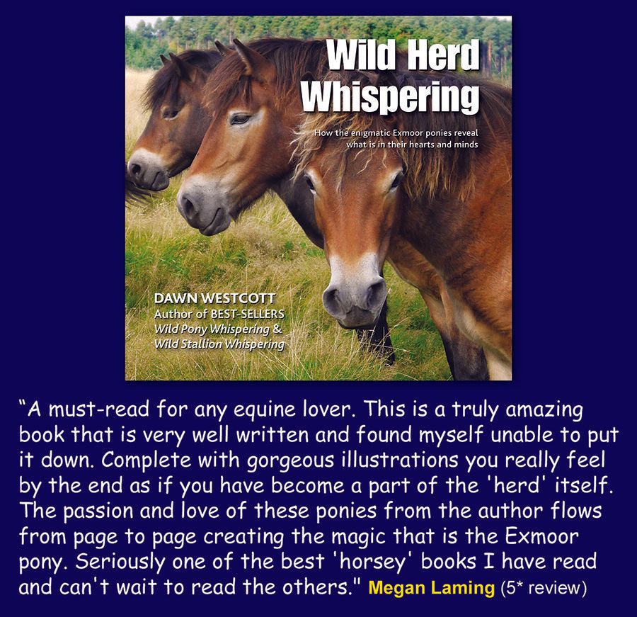 “Wild Herd Whispering - A must-read for any equine lover. This is a truly amazing  book that is very well written and found myself unable to put  it down. Complete with gorgeous illustrations you really feel  by the end as if you have become a part of the 'herd' itself.  The passion and love of these ponies from the author flows  from page to page creating the magic that is the Exmoor  pony. Seriously one of the best 'horsey' books I have read  and can't wait to read the others.